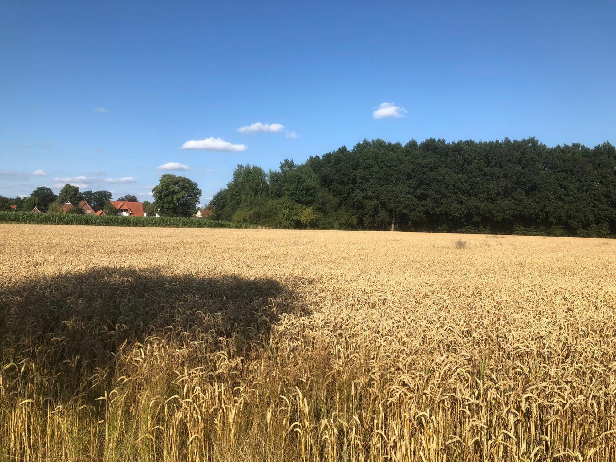 Appartement Auszeit Im Gruenen à Hopsten Extérieur photo
